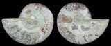 Bargain, Sliced Fossil Ammonite Pair #51480-1